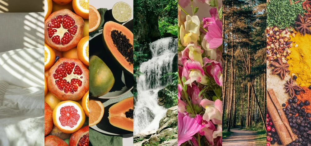 Fragrance Families: The 7 Olfactory Families of Fragrance Explained for Choosing Your Perfect Scent